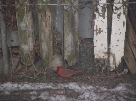 A male northern cardinal. Côte-des-Neiges, Montreal, Canada. March 2015