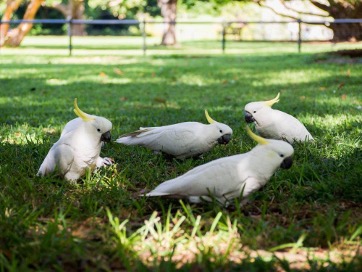 Sulphur-crested cockatoos. Royal Botanical Gardens, Sydney. May 2017