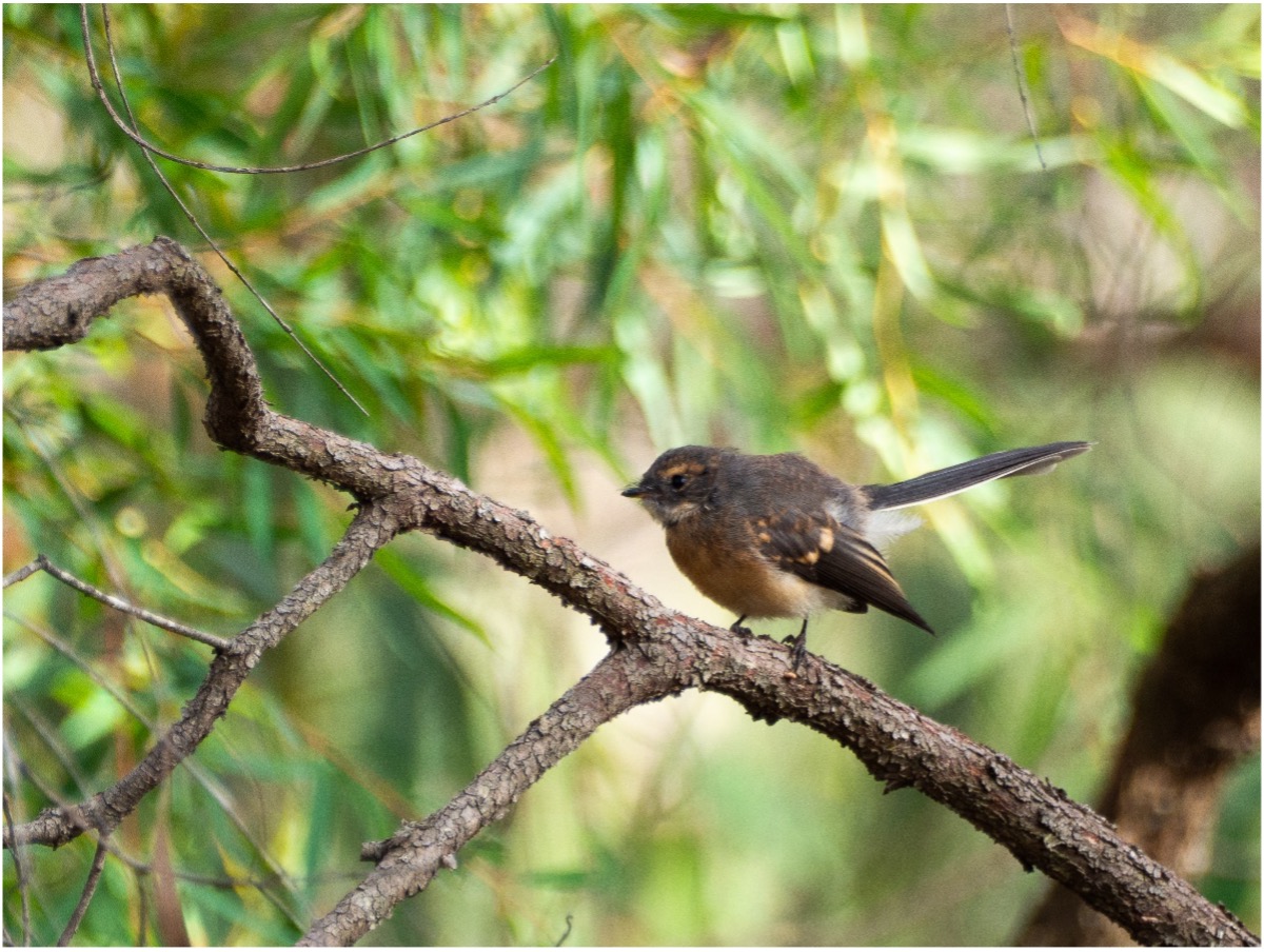 A grey fantail (*Rhipidura albiscapa*) flits through a forest clearing. Fiordland National Park, NZ. January 2023