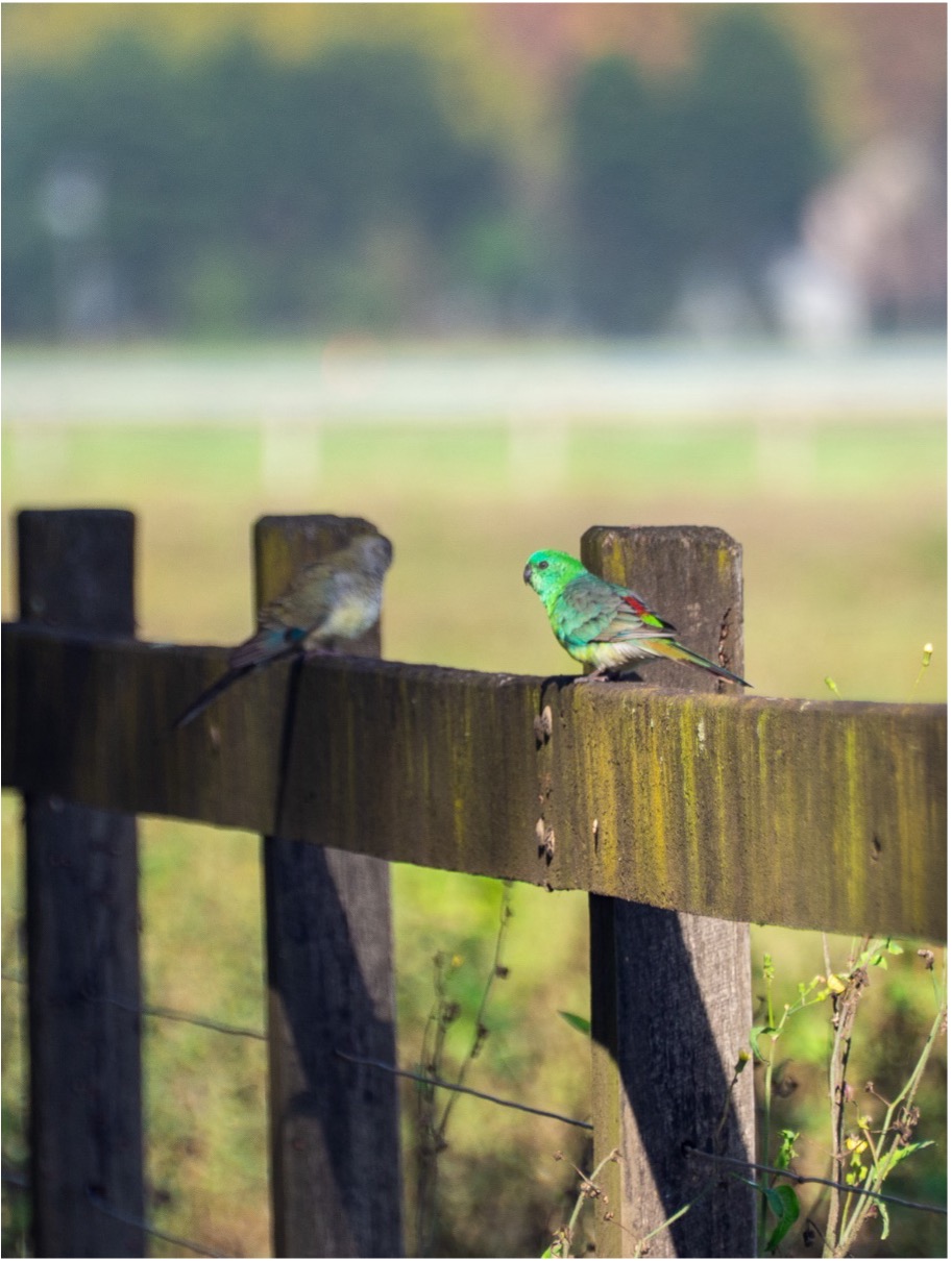 A pair of red-rumped parrots (*Psephotus haematonotus*) perch on a fence. Richmond Lowlands, NSW. August 2025