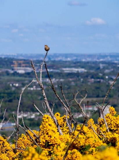 A Eurasian wren (*Troglodytes troglodytes*) breaks the silence of social distancing. Bray, Ireland. May 2020